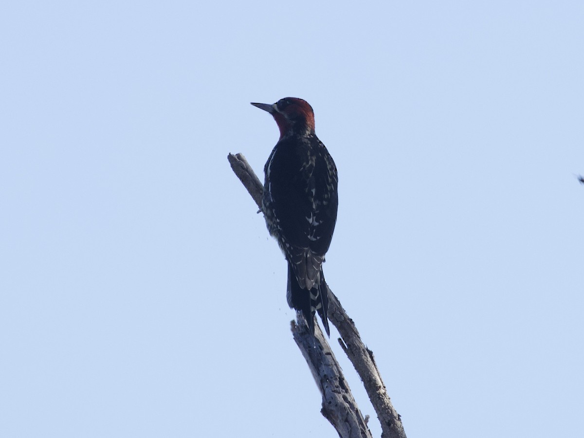 Red-naped x Red-breasted Sapsucker (hybrid) - ML609939579