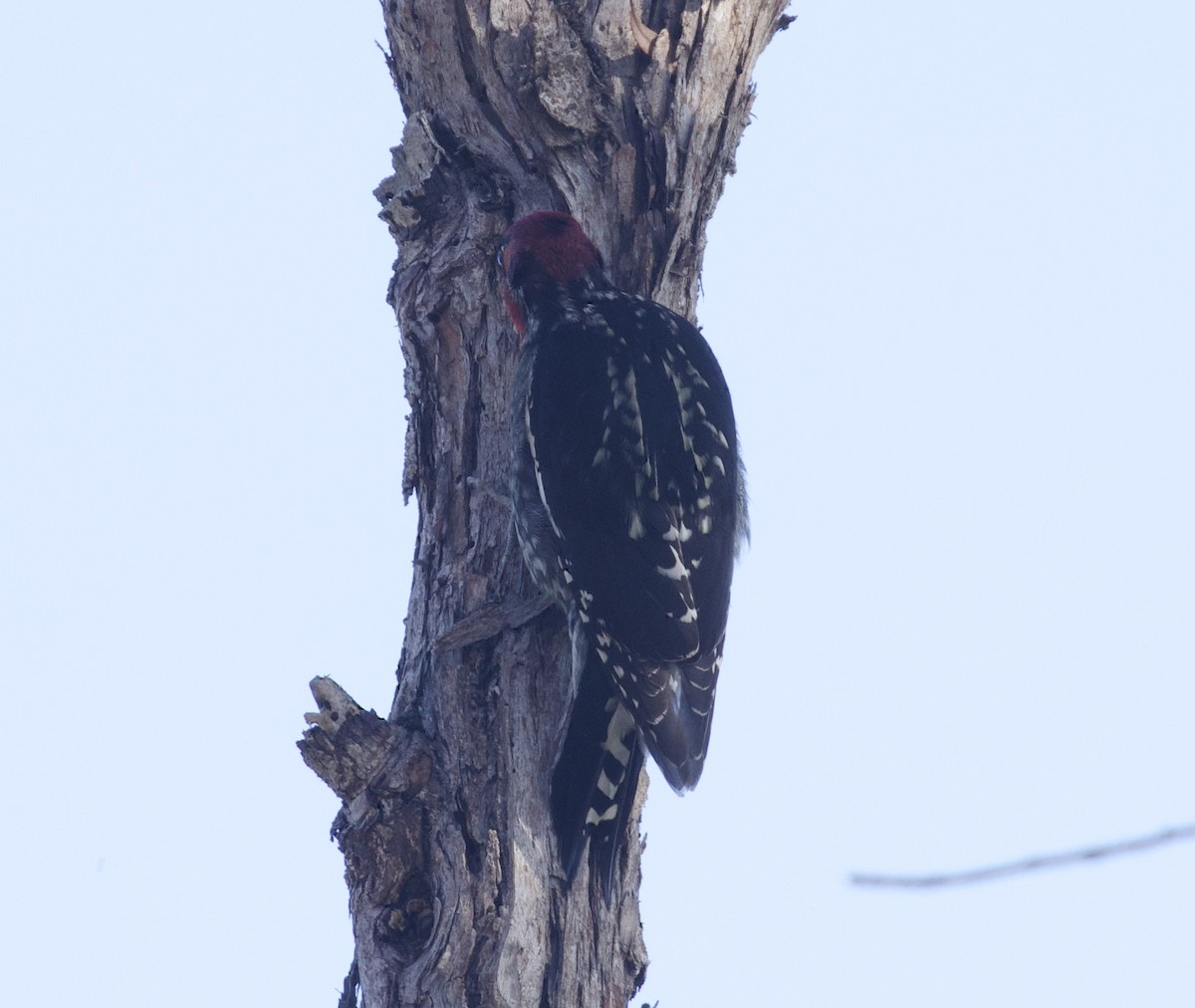 Red-naped x Red-breasted Sapsucker (hybrid) - ML609939582