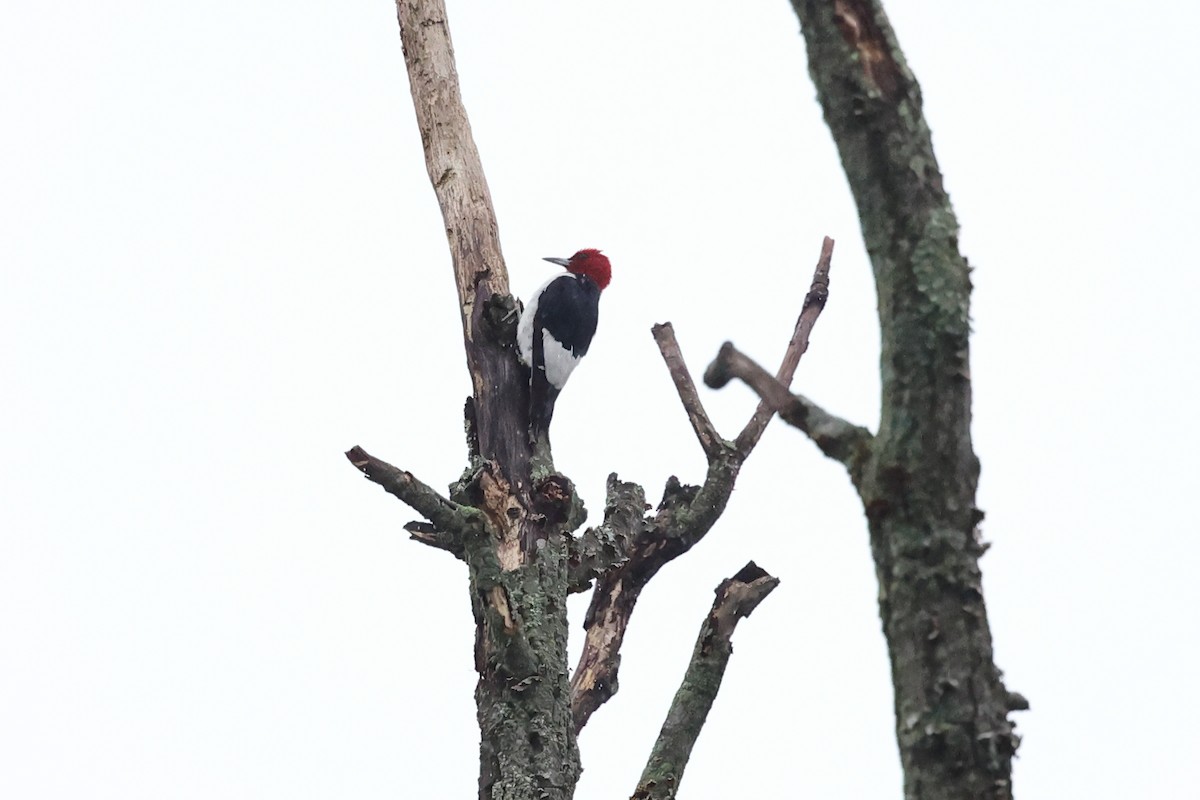 Red-headed Woodpecker - ML609939668