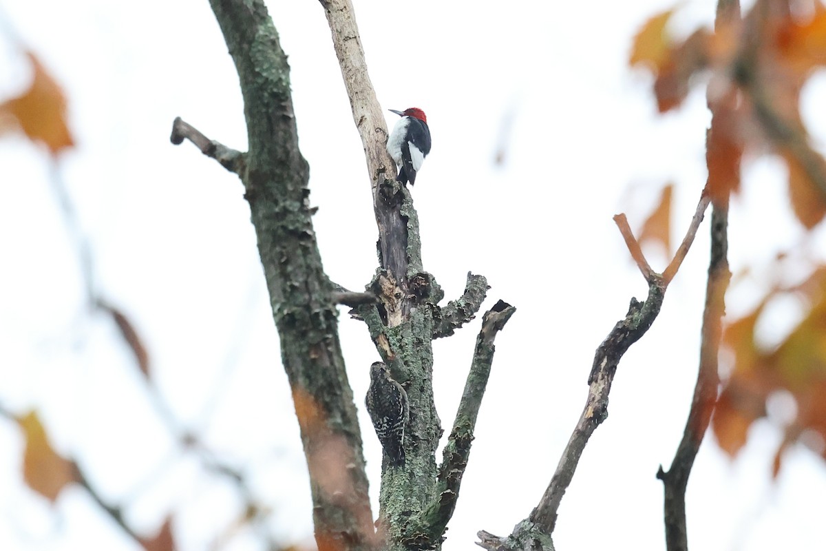 Red-headed Woodpecker - ML609939669