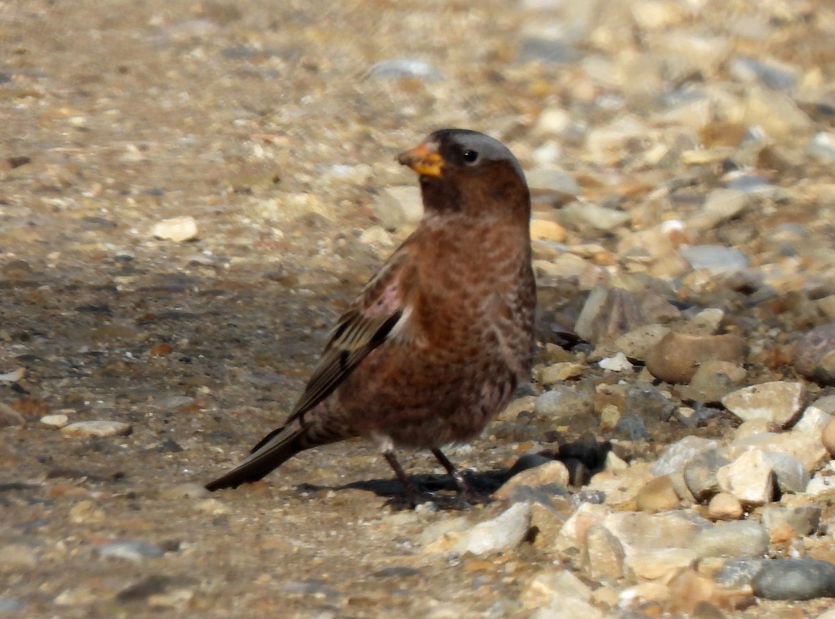 Gray-crowned Rosy-Finch (Gray-crowned) - ML609939998