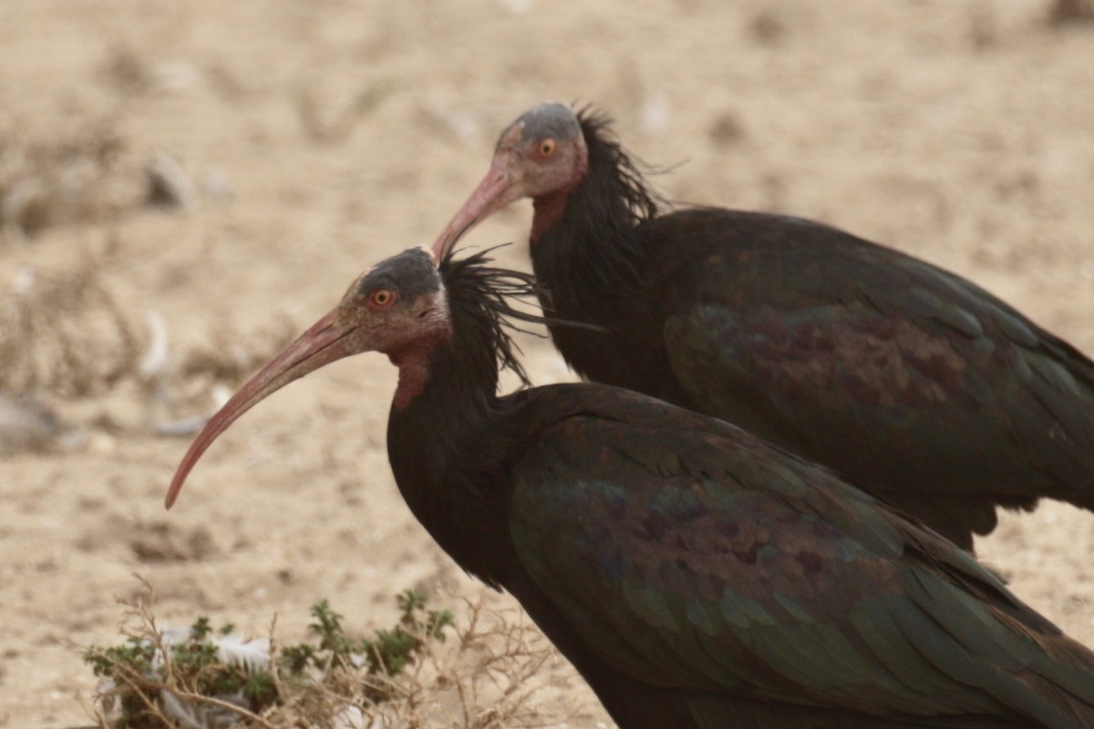 skallet ibis - ML609940240