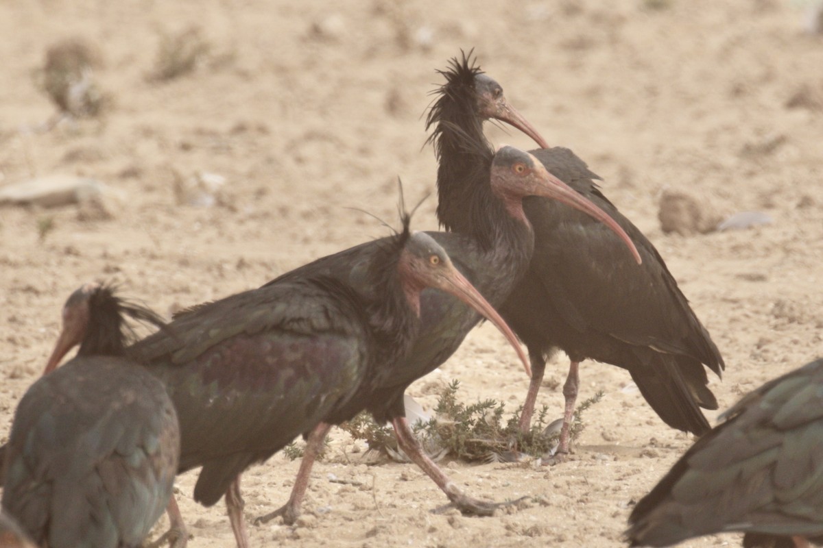skallet ibis - ML609940242