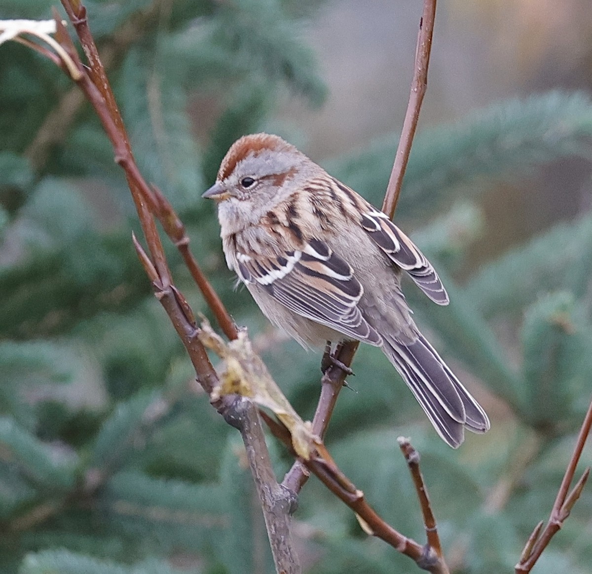 American Tree Sparrow - ML609940493