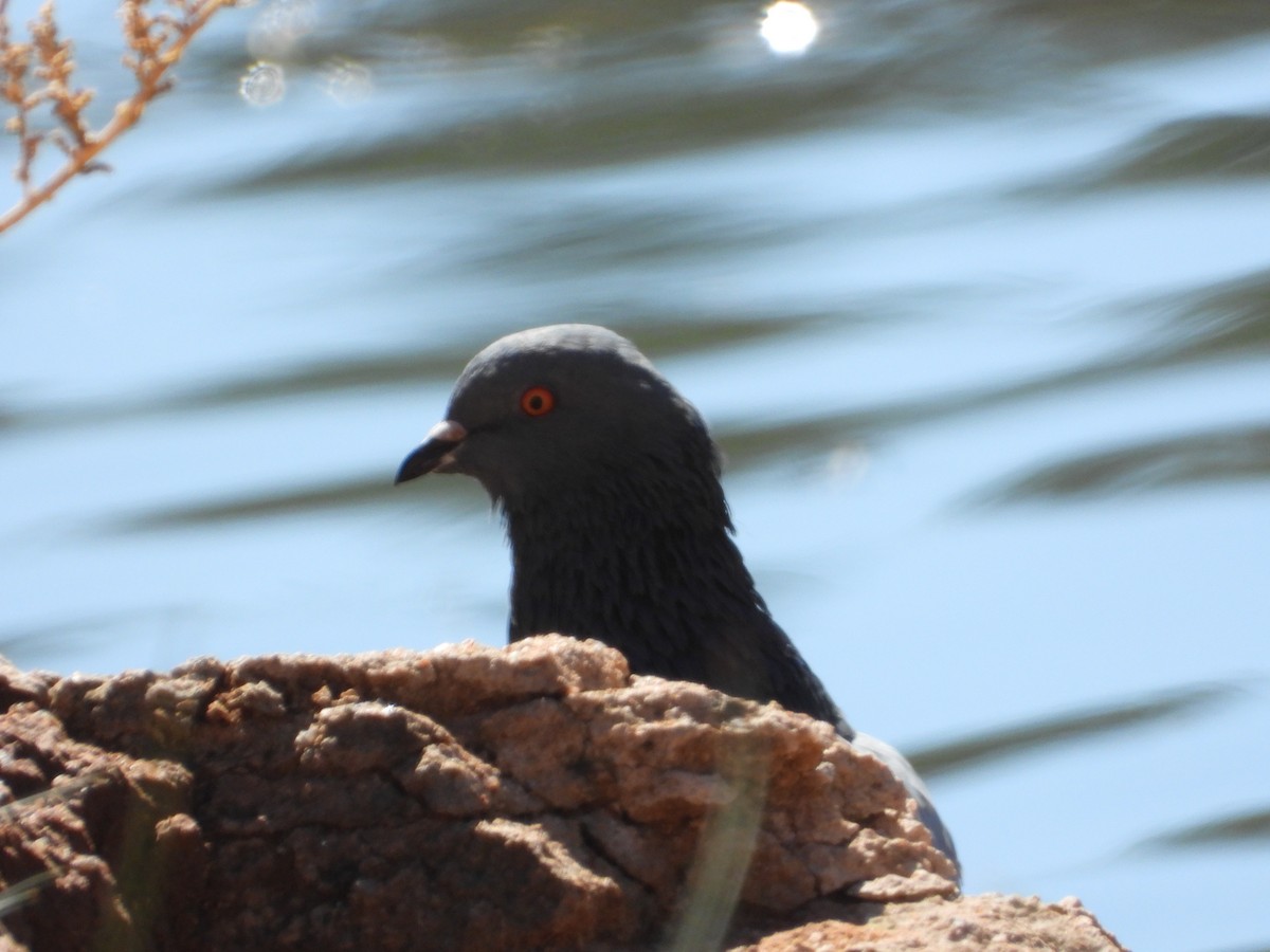 Rock Pigeon (Feral Pigeon) - ML609941224