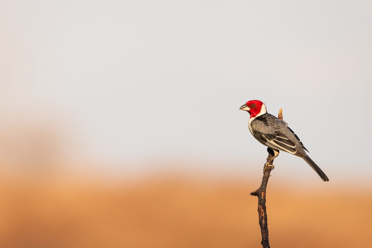 Red-cowled Cardinal - ML609941416