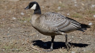 Cackling Goose, ML609941627