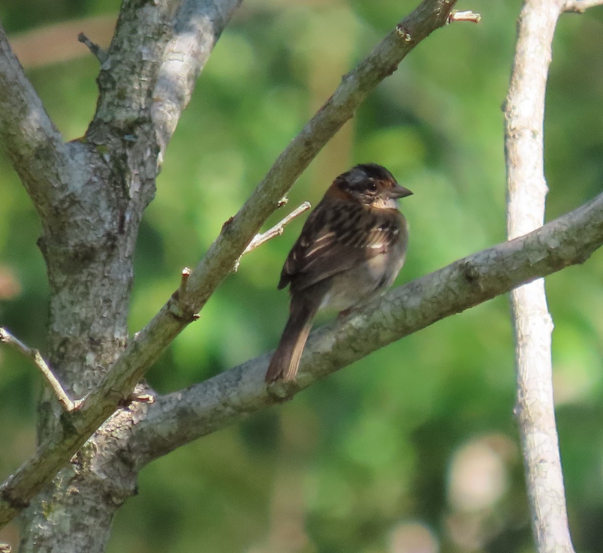 Rufous-collared Sparrow - ML609941937
