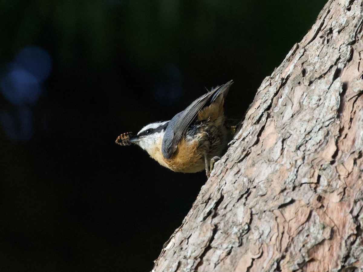 Red-breasted Nuthatch - ML609942093