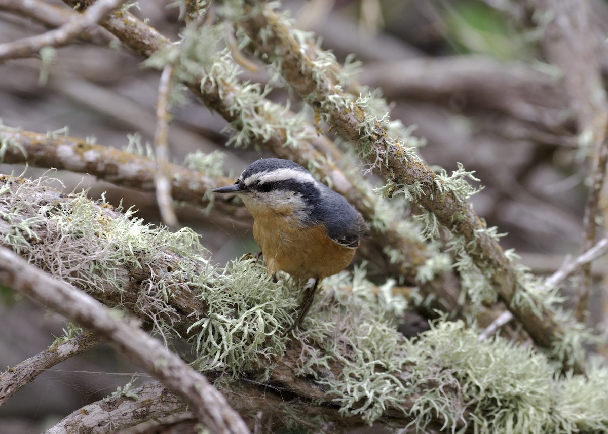 Red-breasted Nuthatch - ML609942146