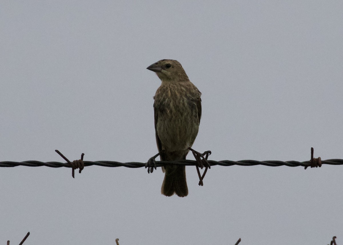 Brown-headed Cowbird - ML609942300