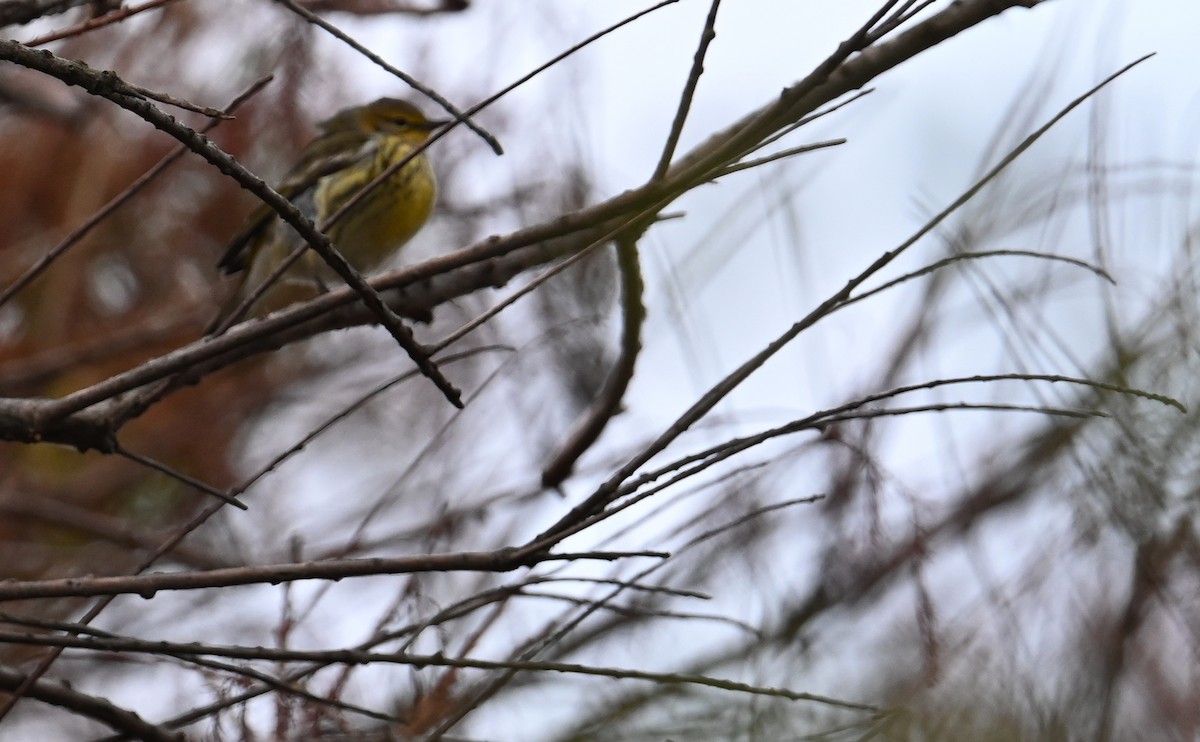 Cape May Warbler - ML609942363