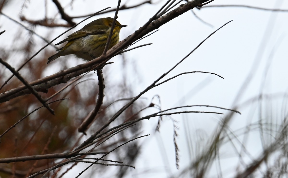 Cape May Warbler - ML609942370