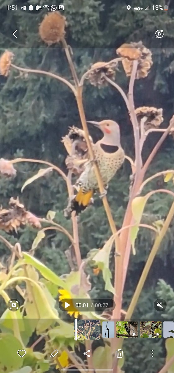 Northern Flicker (Yellow-shafted x Red-shafted) - ML609942489