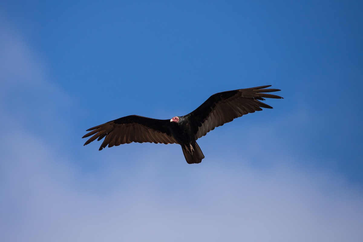 Turkey Vulture - ML609942646