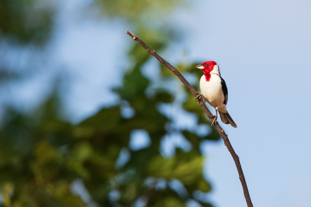 Red-cowled Cardinal - ML609942887