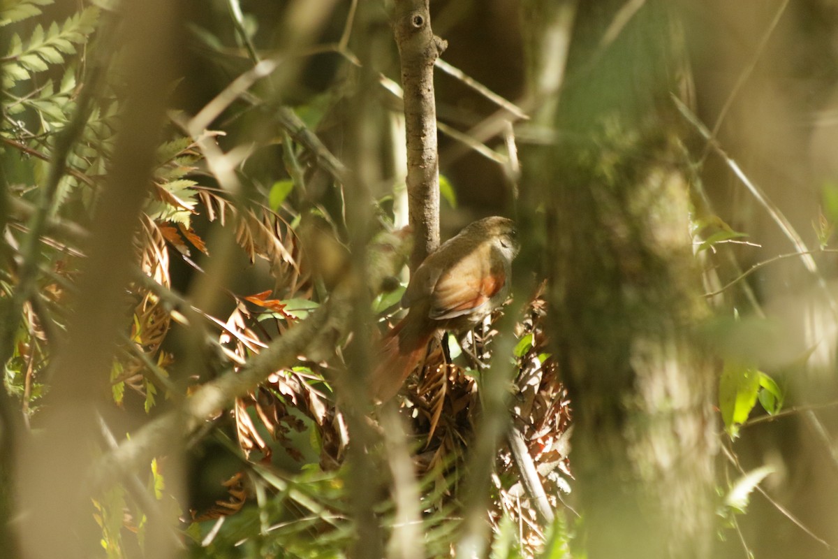 Gray-bellied Spinetail - ML609943159
