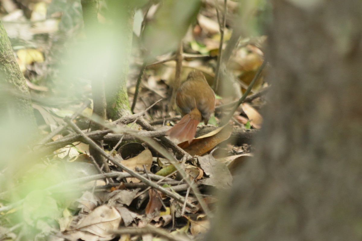 Gray-bellied Spinetail - ML609943160