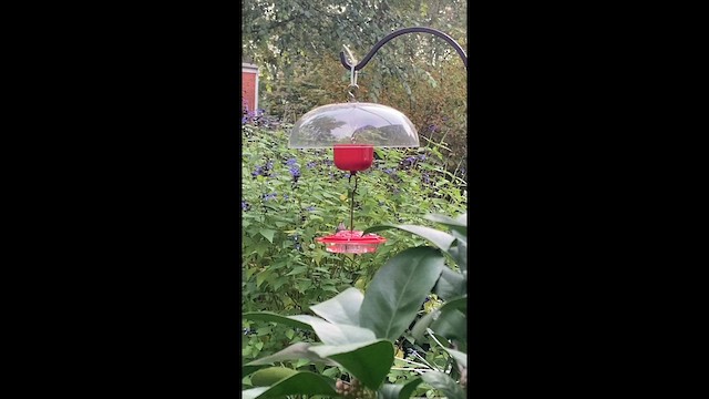 Рубиновогорлый колибри - ML609943501