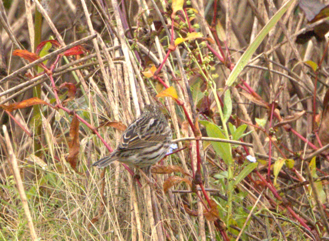 Savannah Sparrow (Savannah) - ML609943820