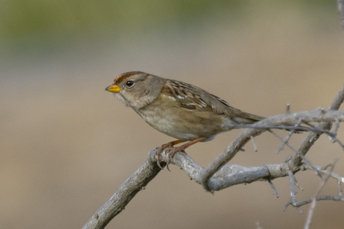 White-crowned Sparrow - ML609943887