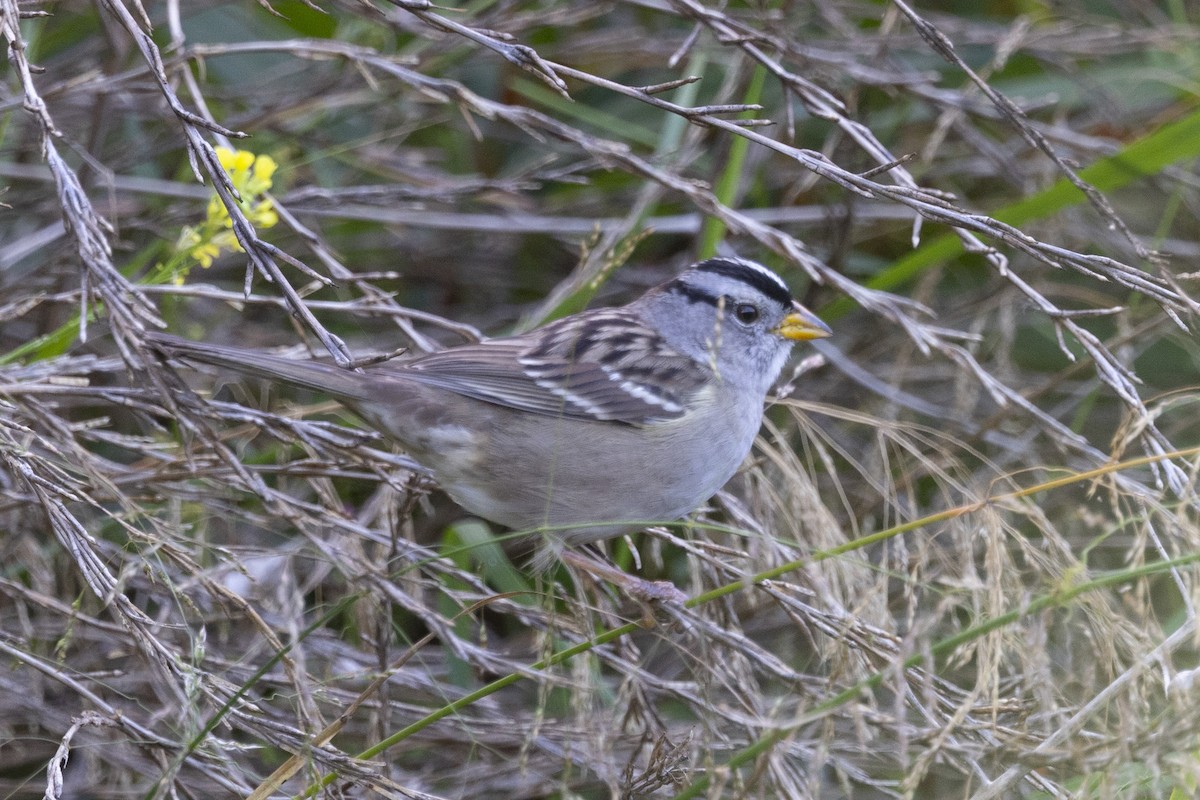 White-crowned Sparrow - ML609943888
