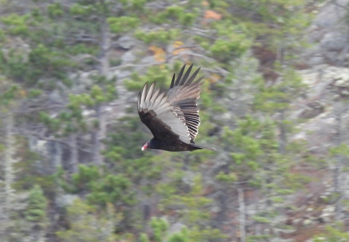 Turkey Vulture - ML609944913