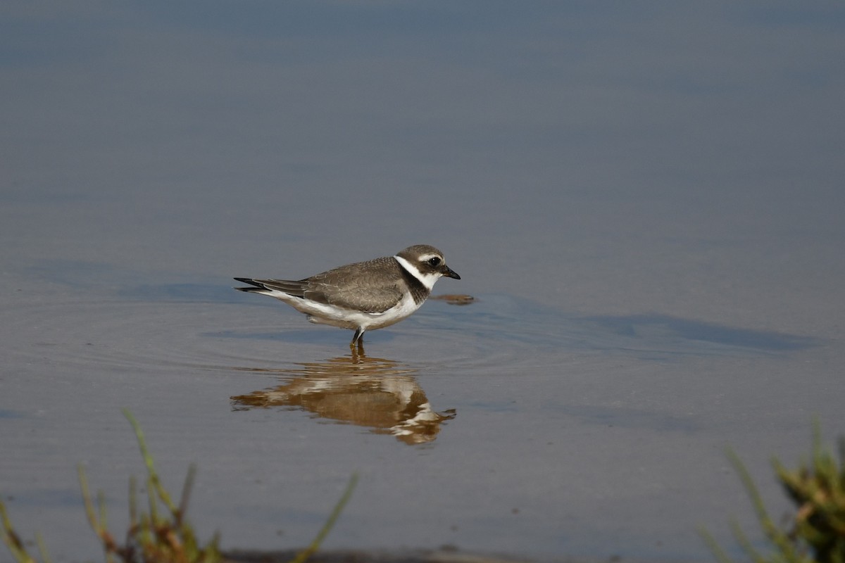 Common Ringed Plover - ML609945105