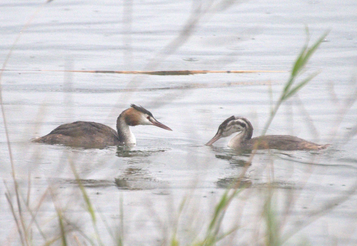 Great Crested Grebe - ML609945132