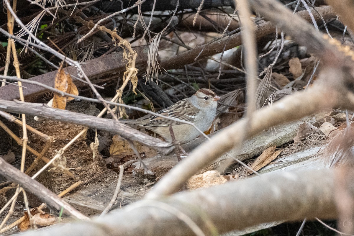 White-crowned Sparrow - ML609945302