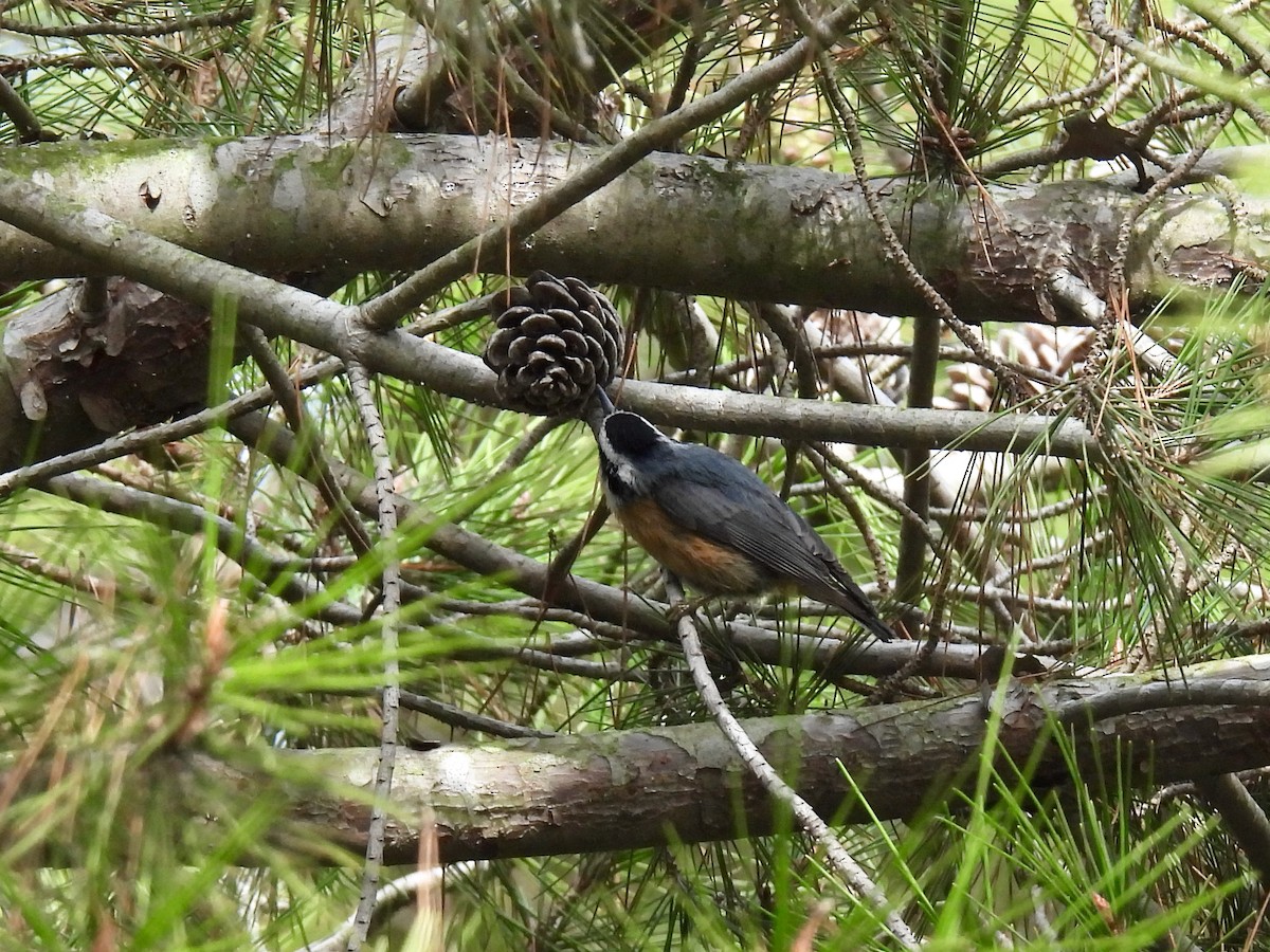 Red-breasted Nuthatch - ML609945489