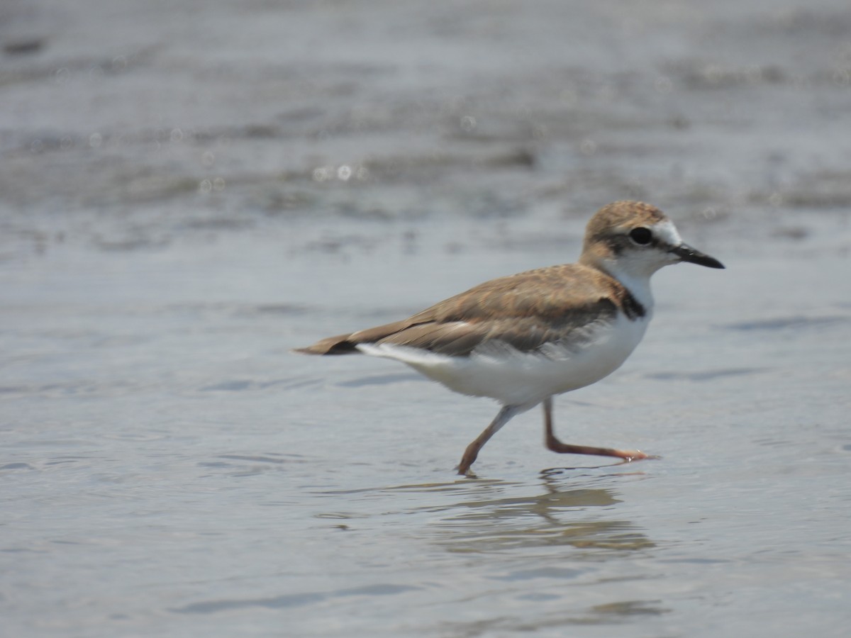 Collared Plover - ML609945977