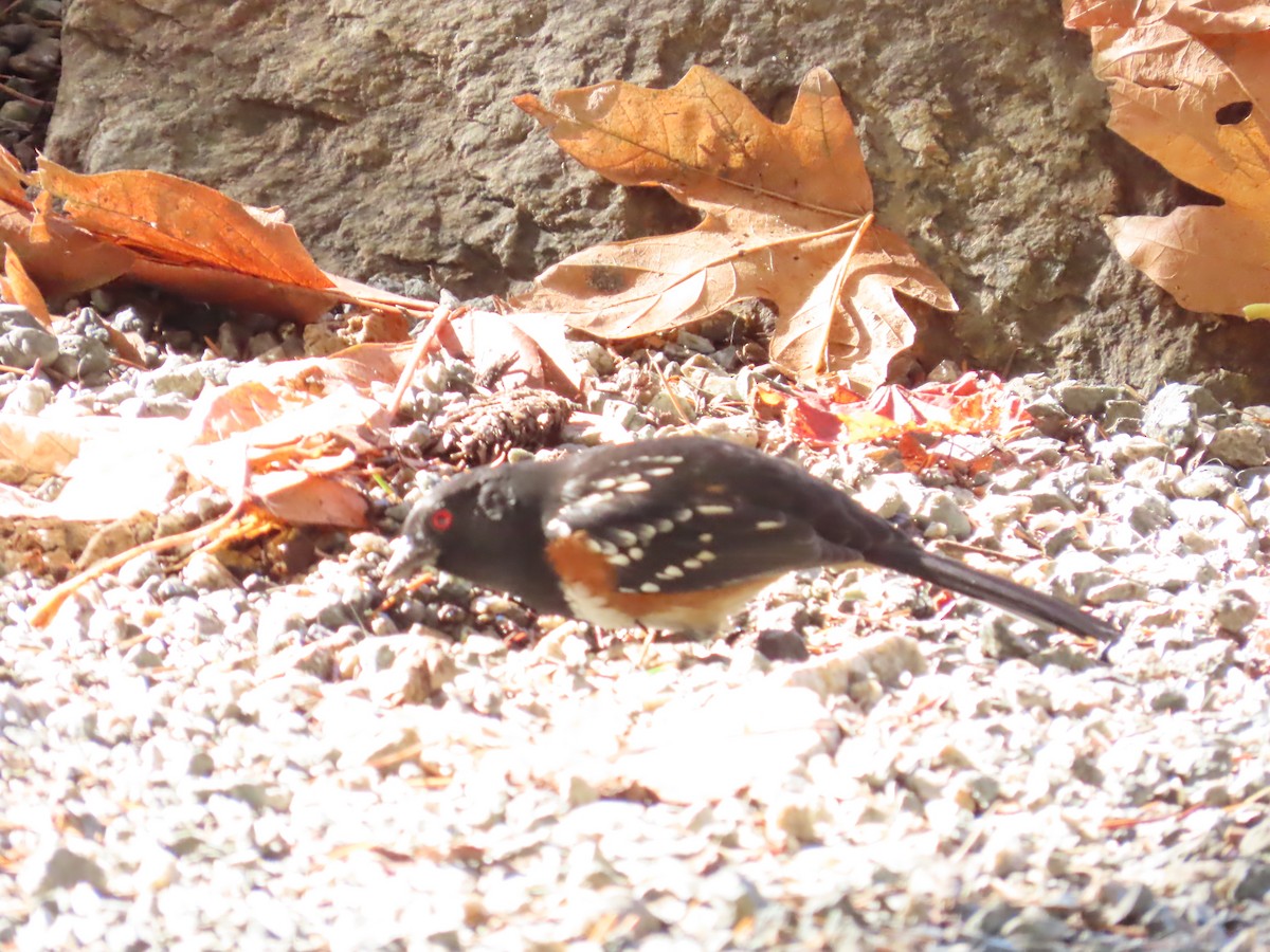 Spotted Towhee - ML609947185