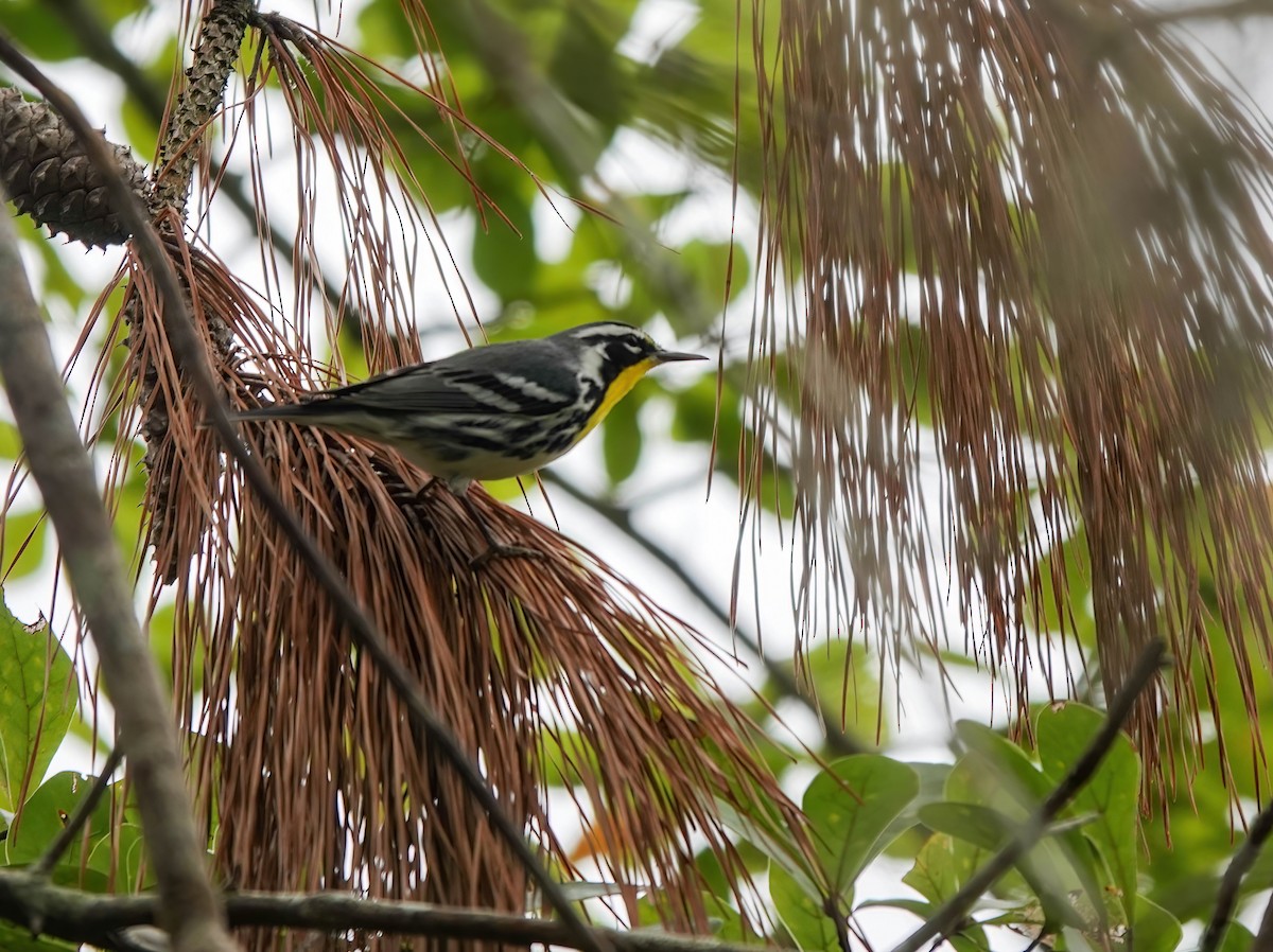 Yellow-throated Warbler - Pam Vercellone-Smith