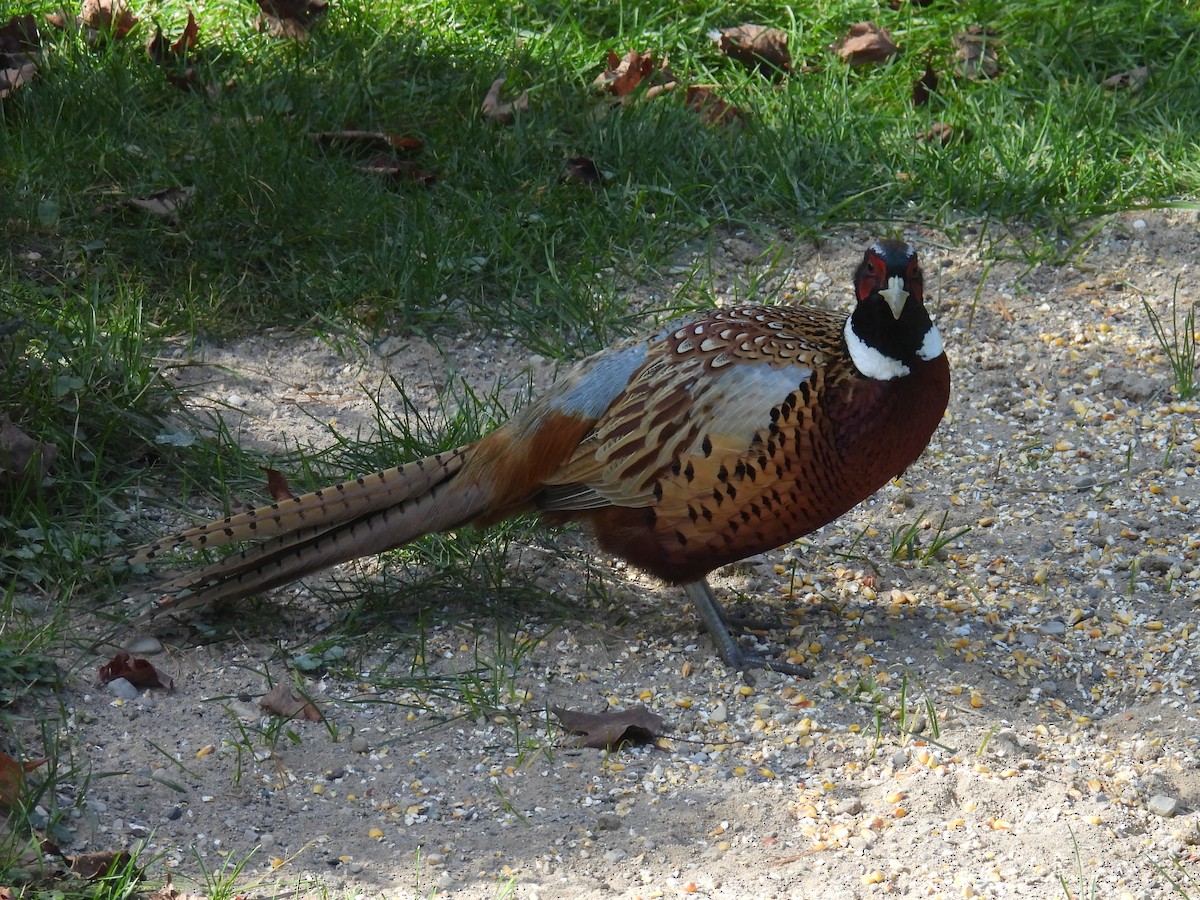 Ring-necked Pheasant - ML609947505