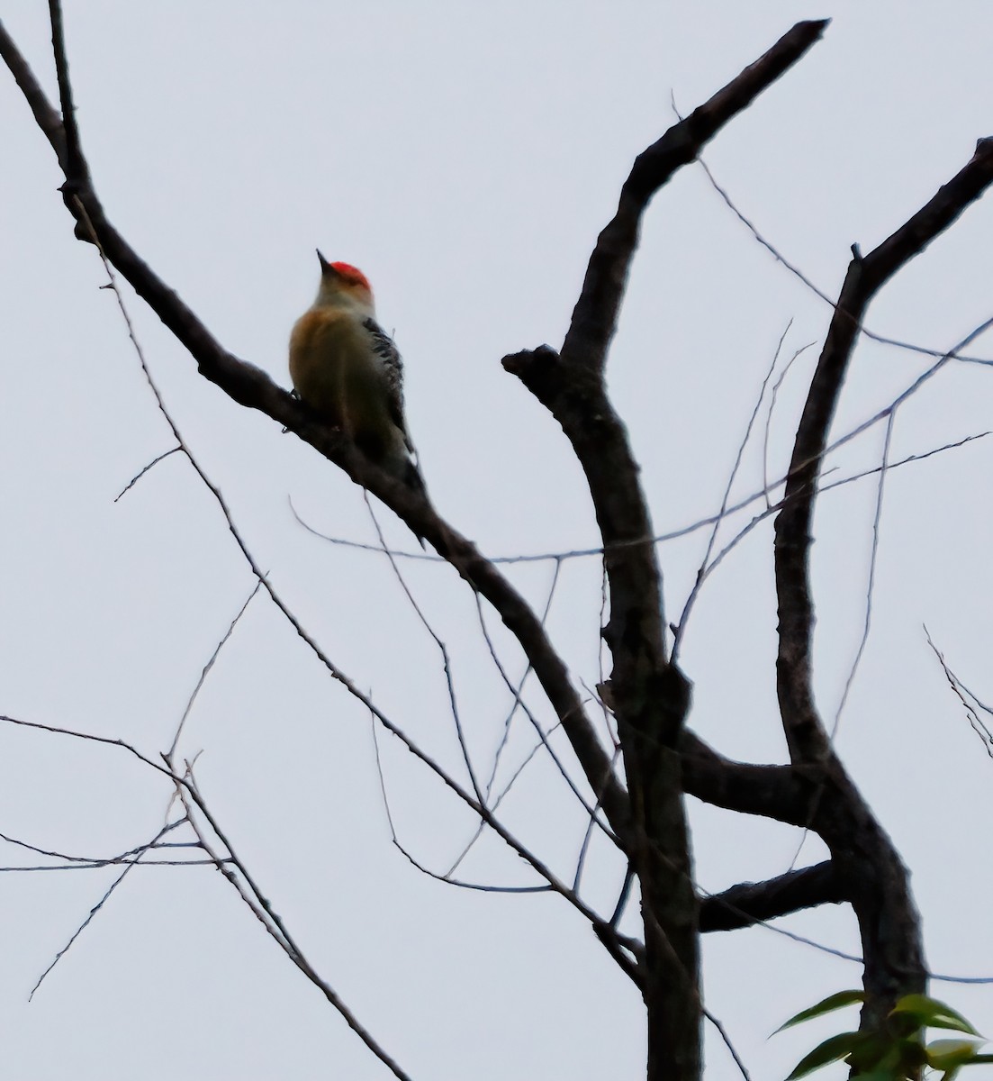 Red-bellied Woodpecker - ML609948554
