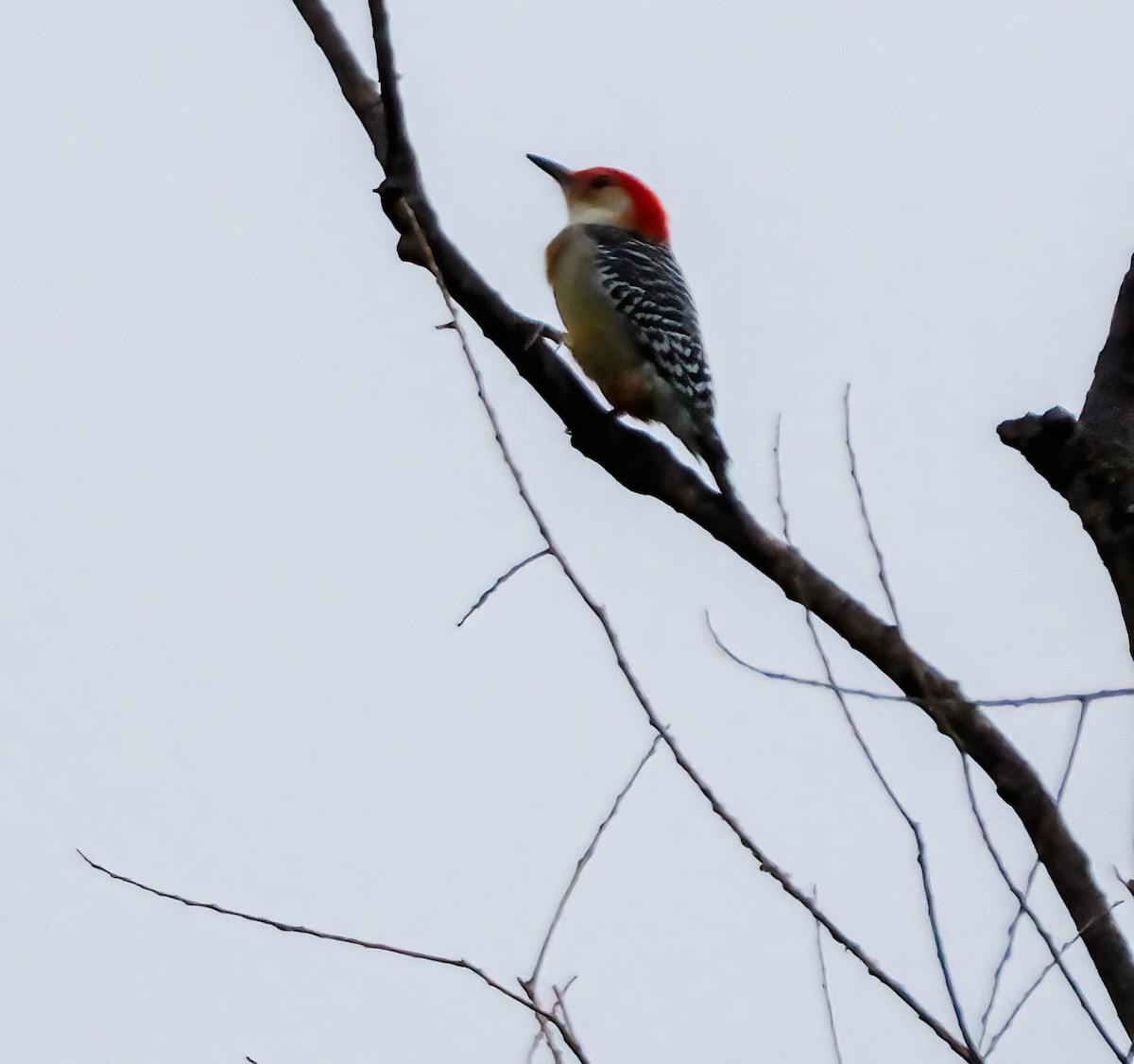 Red-bellied Woodpecker - ML609948555