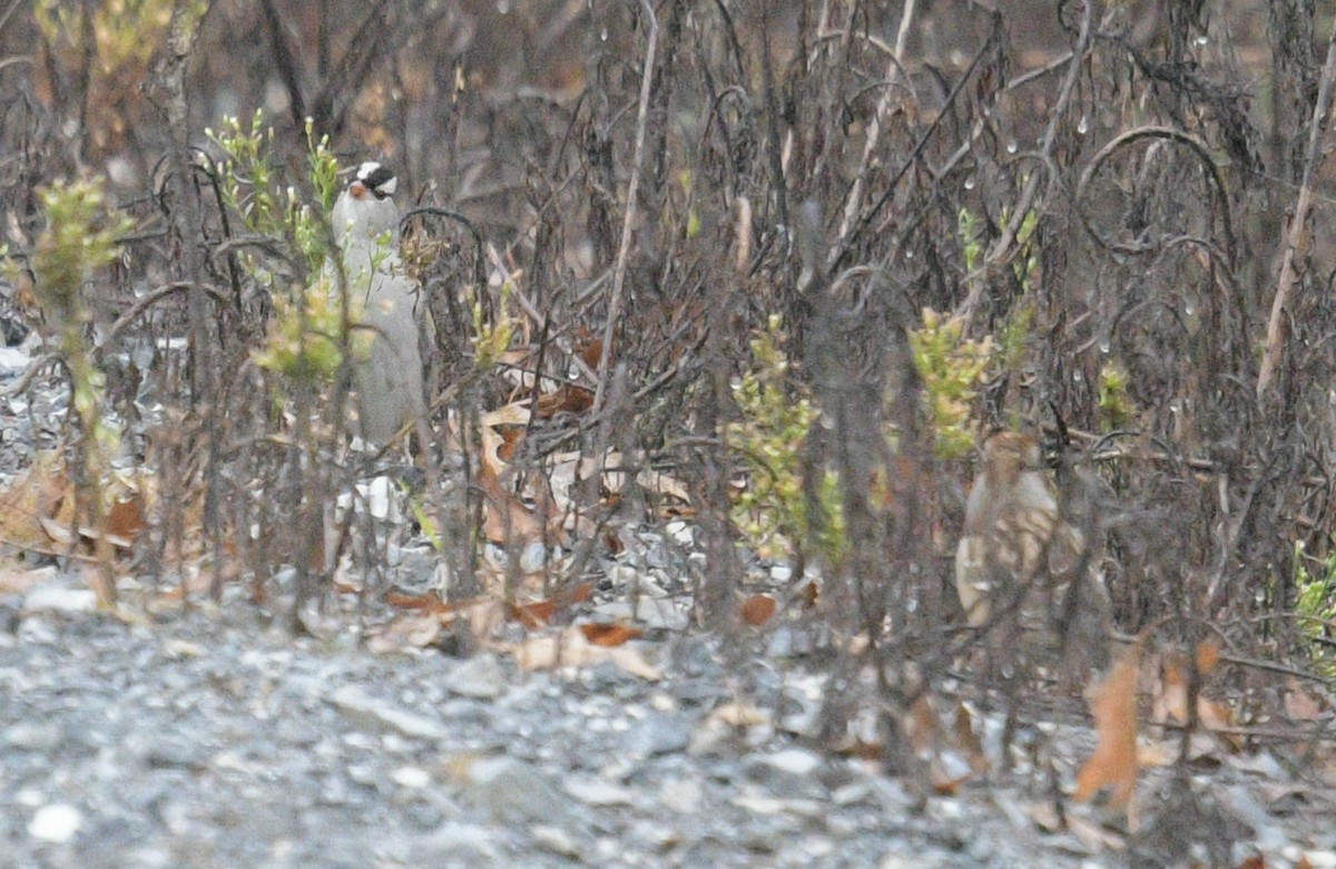 White-crowned Sparrow - ML609948564