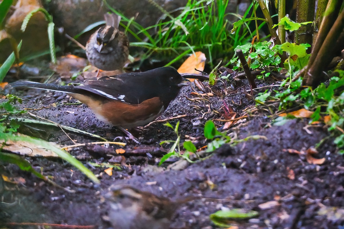 Eastern Towhee - Nathan Stouffer