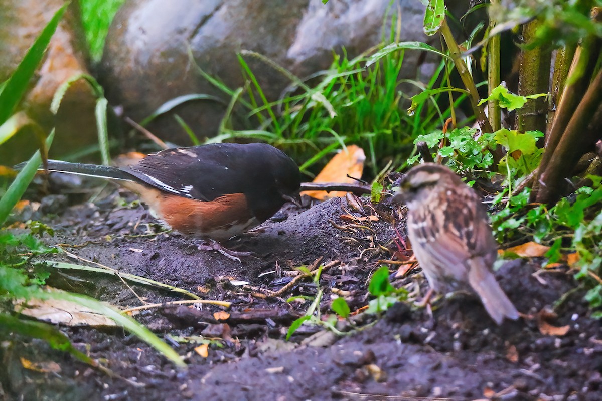 Eastern Towhee - Nathan Stouffer