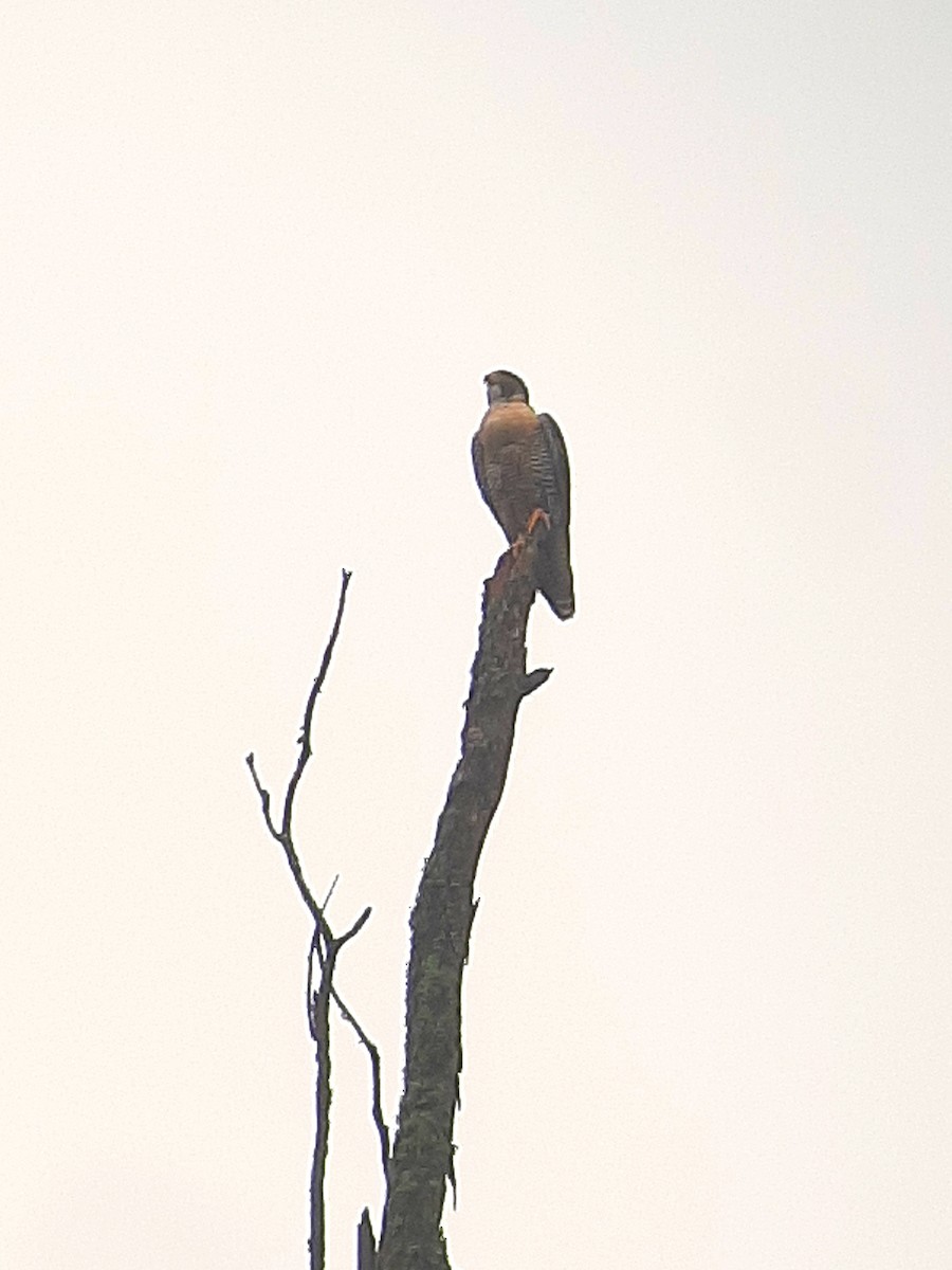 Peregrine Falcon (South American) - ML609949012