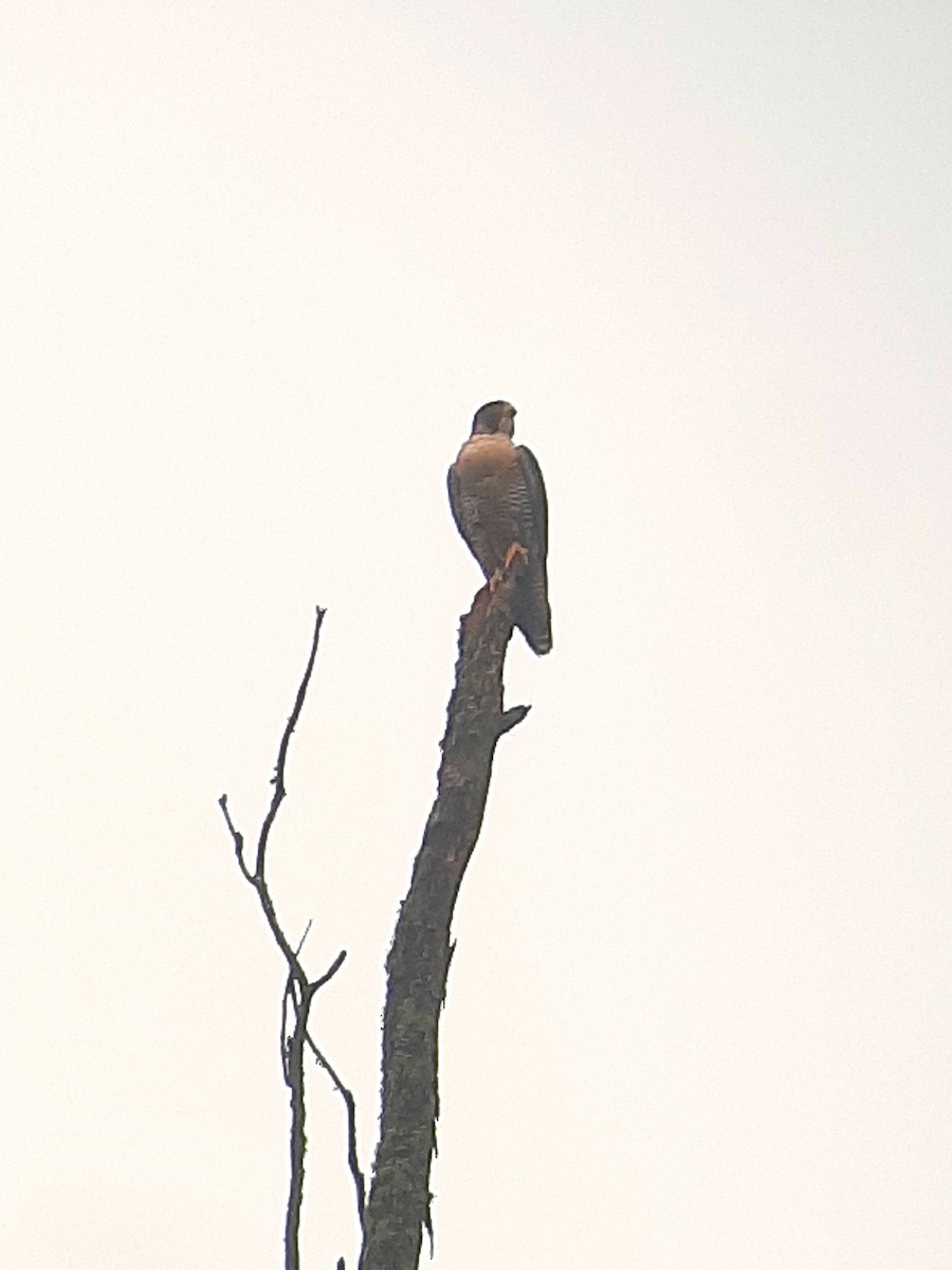 Peregrine Falcon (South American) - ML609949013