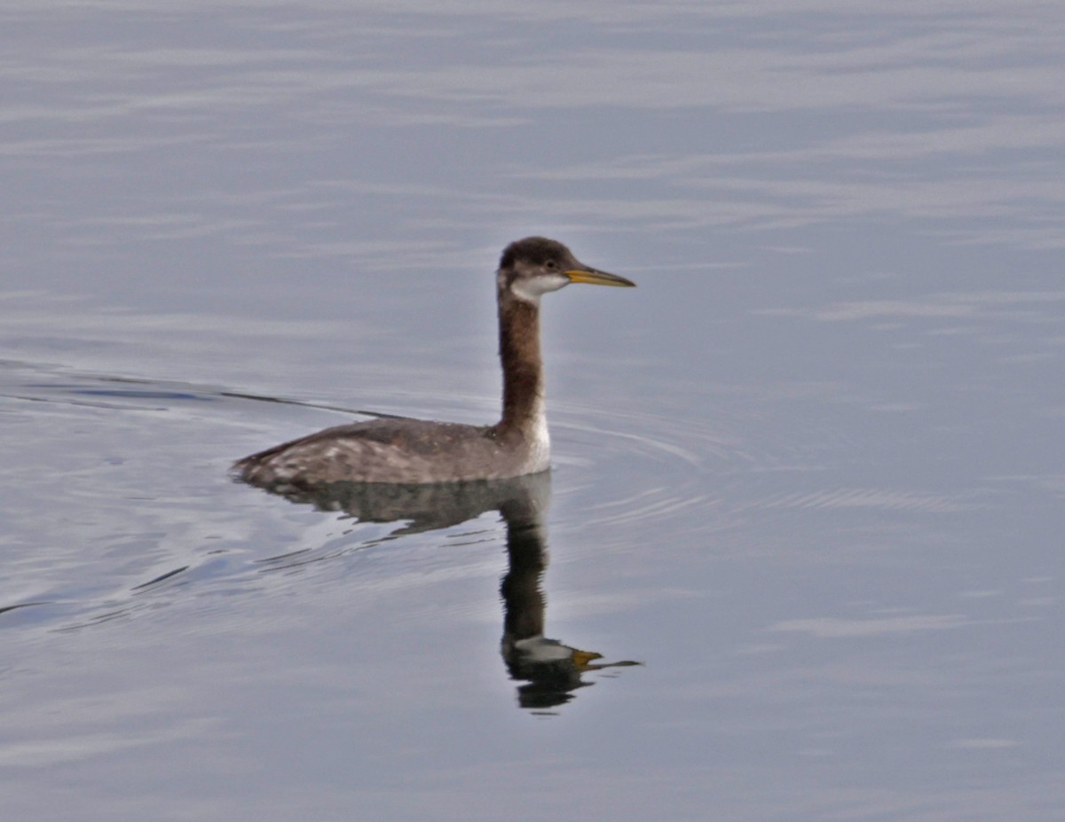 Red-necked Grebe - ML609949024