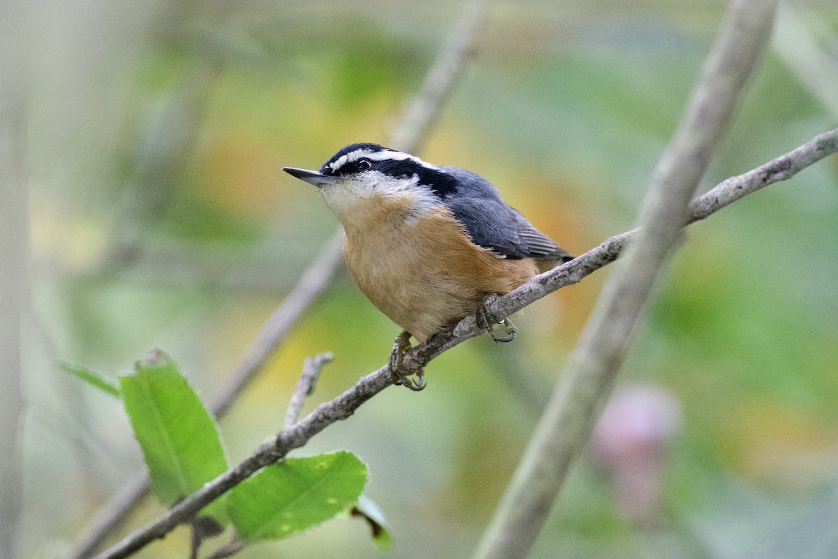 Red-breasted Nuthatch - ML609949325