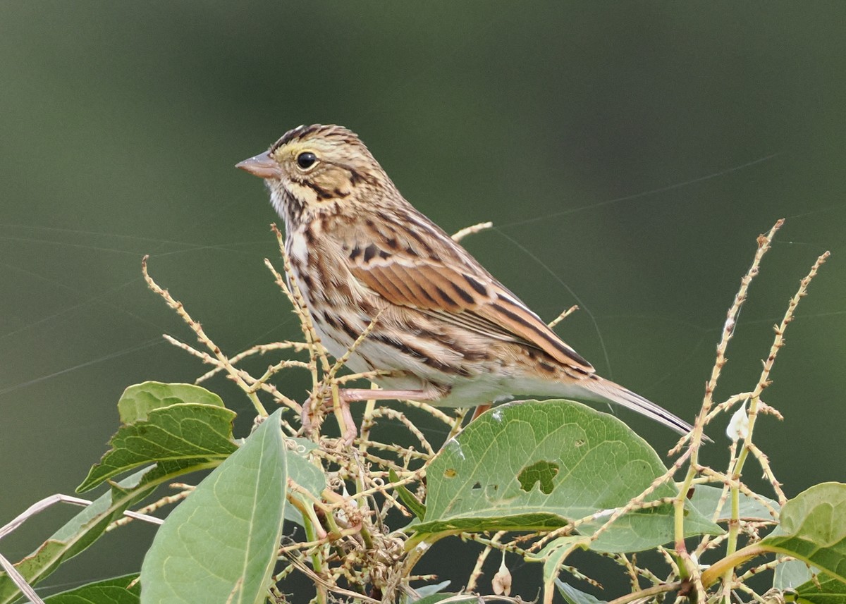 Savannah Sparrow - ML609949467
