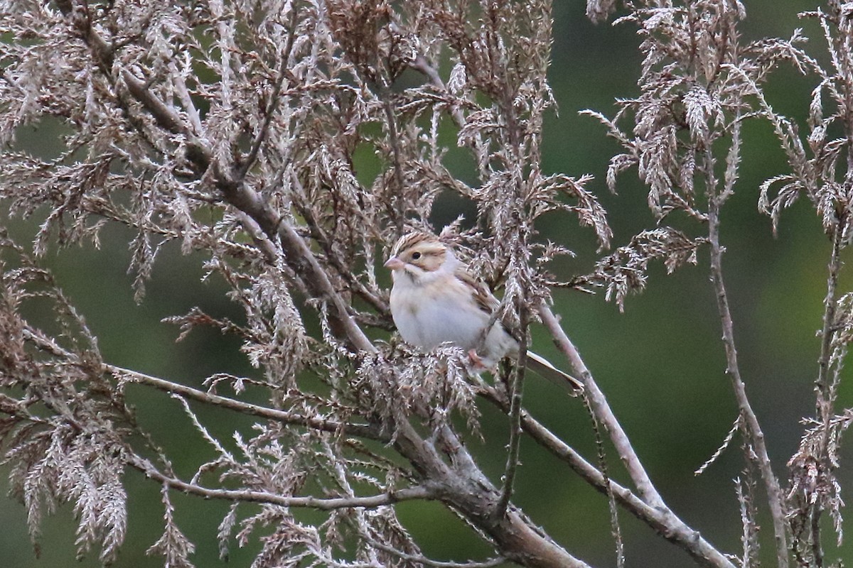 Clay-colored Sparrow - ML609949528