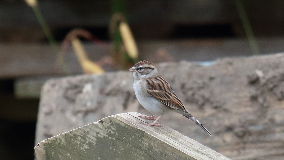 Chipping Sparrow - ML609949571