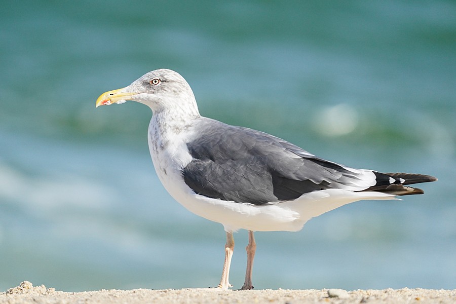 Herring x Great Black-backed Gull (hybrid) - ML609949626
