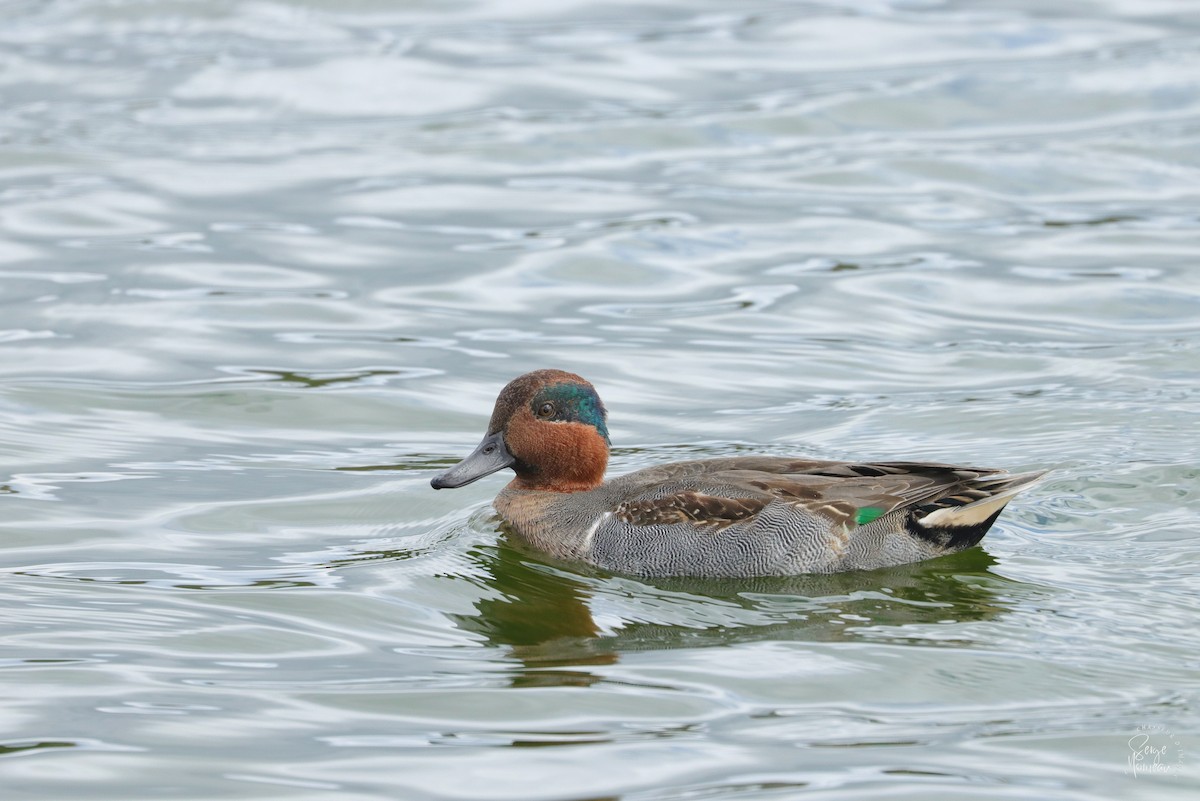 Green-winged Teal - ML609949670