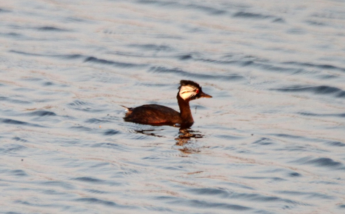White-tufted Grebe - Miguel Angel Aponte Justiniano